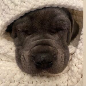 Meet your Posher, Brandi